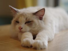 -猫在这儿猫咪咖啡馆·撸猫馆