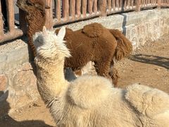 -石家庄市动物园