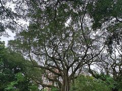 -九龙公园