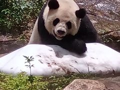 -广州长隆野生动物世界