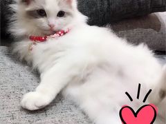 -1013 PET SHOP 宠物商店(近铁城市广场店)