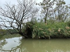 -大湾区中央湿地公园