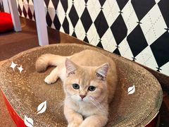 -大型宠物商超·宠海王国·宠物猫狗活体·用品·美容(新世界百货重庆店)