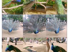 -杭州野生动物世界