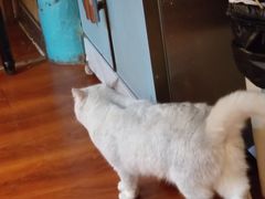 -猫小院猫主题咖啡厅(北锣店)