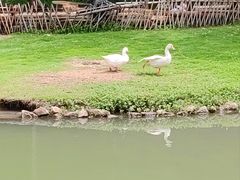 -乌村
