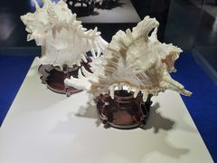 -贝壳王国博物馆