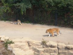 -大连森林动物园