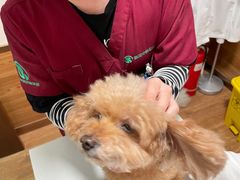 -瑞派·关忠动物医院·异宠专科·犬猫肿瘤·皮肤专科(望京店)