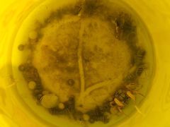 -红树林天天赶海