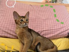 -猫大福·Fortune Cat猫舍(百子湾店)