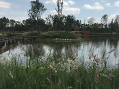 -白鹭湾湿地公园