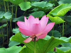 -大兴滨河森林公园