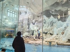 -帝企鹅自助餐厅•儿童岛•真企鹅(长隆企鹅酒店)