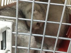 -达爱动物医院·犬猫分区·CT·复杂眼科(远洋山水分院)