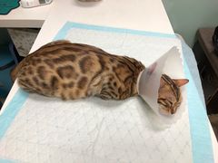 -纳吉亚猫专科动物医院博雅分院