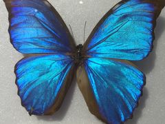 -上海昆虫博物馆