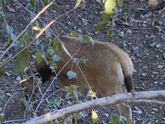 -北京麋鹿生态实验中心