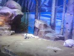 -芜湖新华联大白鲸海洋公园