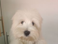 -翊宠yipet猫狗购宠庄园犬舍•猫舍