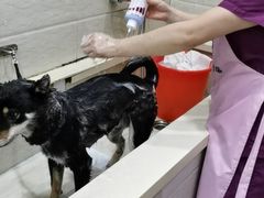 -暖阳宠物医院·犬猫康复中心·骨科