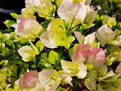 -海珠湖公园