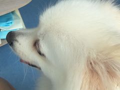 -博特宠物医院24h犬猫全科.骨科·异宠