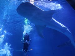 -烟台海昌鲸鲨海洋公园