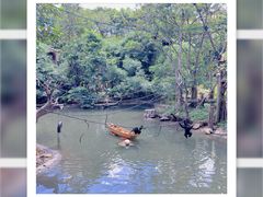 -广州长隆野生动物世界