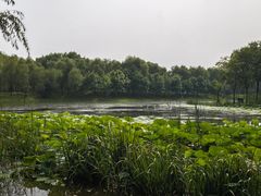-东郊湿地公园