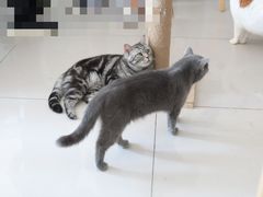 -平行世界·猫咖(首经贸店)