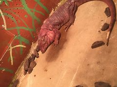 -上海大自然野生昆虫馆(东方明珠·爬宠昆虫探索中心)