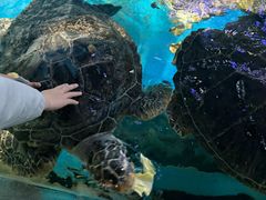 -烟台海昌鲸鲨海洋公园