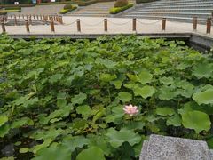 -聚龙湖公园