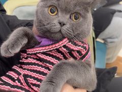 -米苏动物医院·犬猫专科·骨科外科内窥镜