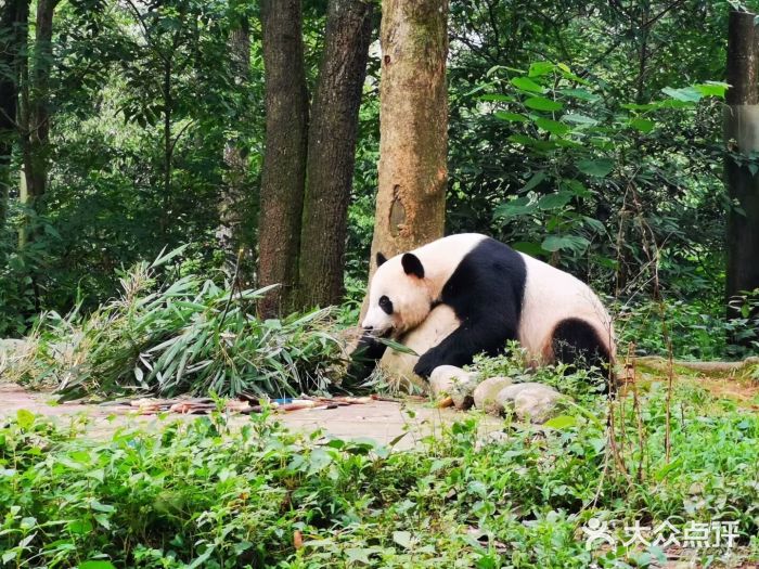 中国大熊猫保护研究中心雅安碧峰峡基地图片