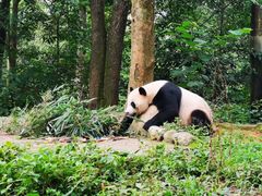 -中国大熊猫保护研究中心雅安碧峰峡基地