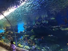 -华夏文旅海洋公园