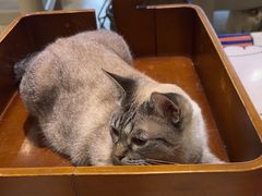 -藏猫猫咖啡主题馆(中央大道店)