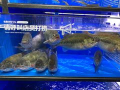 -盒马鲜生(双清路店)