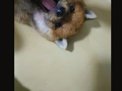 -中环花鸟鱼虫市场