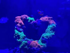 -海合安武汉极地海洋公园