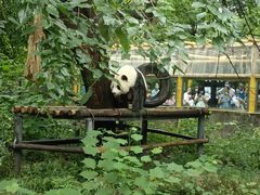 -成都动物园