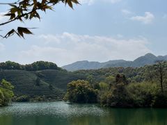 -龙坞茶村