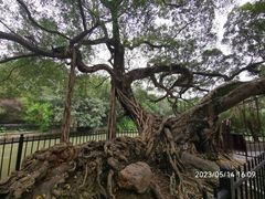 -小洲村