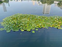 -后襄河公园