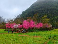 -靖西鹅泉风景区