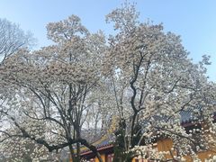 -十里琅珰