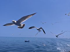 -海驴岛(荣成市)