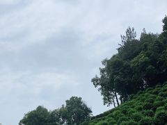 -十八棵（老龙井）御茶园(老龙井店)